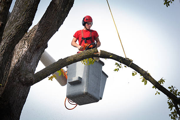 Large Tree Removal